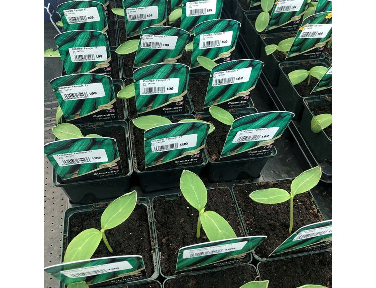 Cucumber Plant Femspot 8.5cm pot