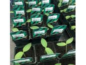 Cucumber Plant Femspot 8.5cm pot
