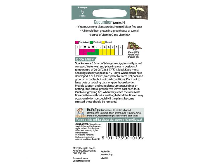 Cucumber Seeds Socrates F1 - image 2