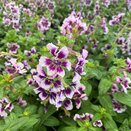 Cuphea Sweet Talk Lavender Splash