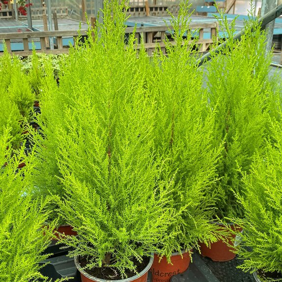 Cupressus Goldcrest Wilma 14cm pot