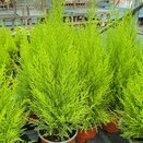 Cupressus Goldcrest Wilma 14cm pot
