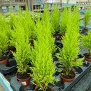 Cupressus Goldcrest Wilma 8cm pot