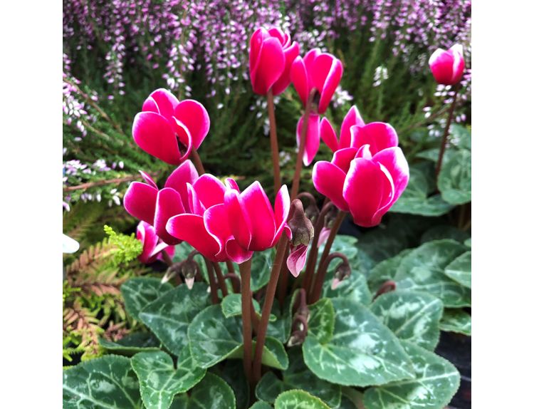 Cyclamen Burgundy Bicolour 9cm pot