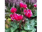 Cyclamen Burgundy Bicolour 9cm pot