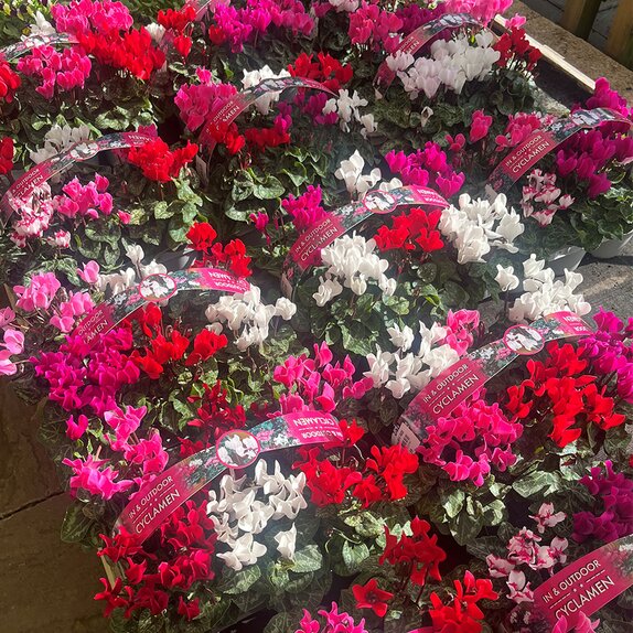 Cyclamen Carry Pack Mix 6 pack