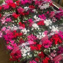 Cyclamen Carry Pack Mix 6 pack
