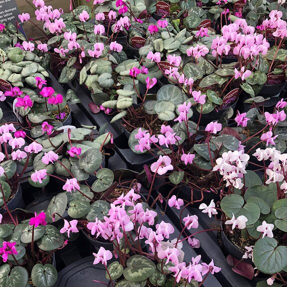 Cyclamen Coum
