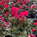 Cyclamen Dark Pink 9cm pot