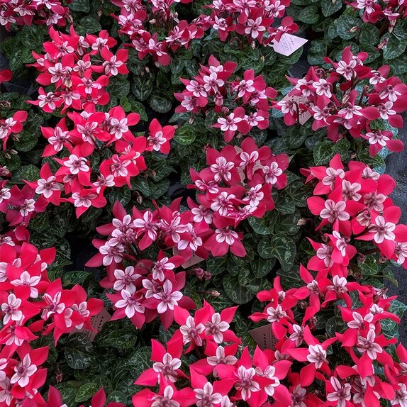 Cyclamen Exclusive® Djix in varieties 