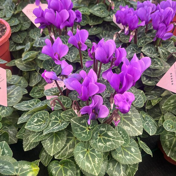Cyclamen Exclusive® Dragon Blue