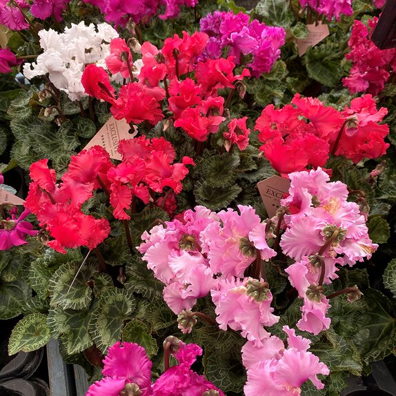 Cyclamen Exclusive Merengue in varieties 10.5cm pot