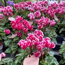 Cyclamen Exclusive® Odora 10.5cm pot
