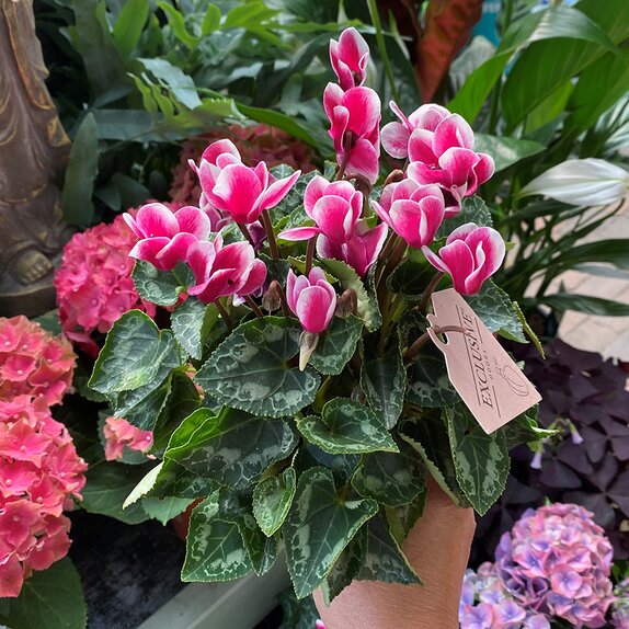 Cyclamen Exclusive® Odora 10.5cm pot