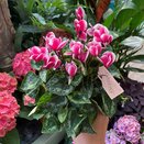 Cyclamen Exclusive® Odora 10.5cm pot