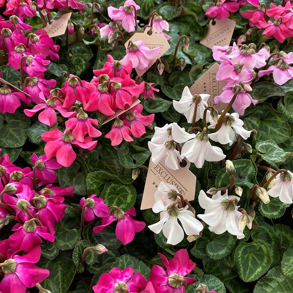 Cyclamen Exclusive Petticoat in varieties 10.5cm pot