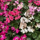 Cyclamen Exclusive Petticoat in varieties 10.5cm pot