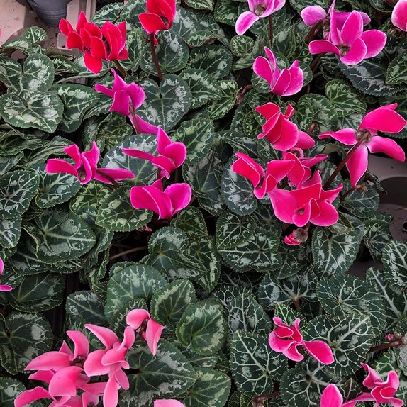 Cyclamen Flame Mixed 6 pack