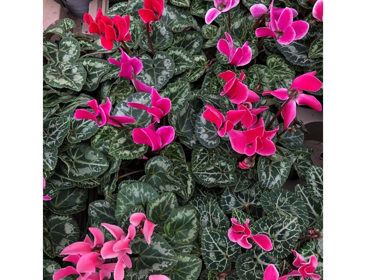 Cyclamen Flame Mixed 9cm pot