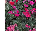 Cyclamen Flame Mixed 9cm pot