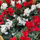 Cyclamen GR 'Leopardo'