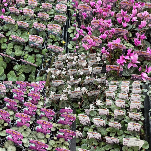 Cyclamen hardy varieties