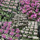 Cyclamen hardy varieties