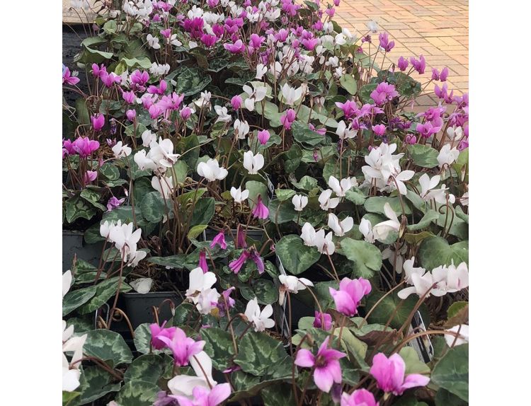 Cyclamen Hederifolium