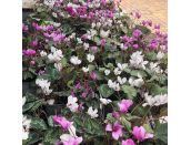 Cyclamen Hederifolium