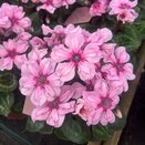 Cyclamen Illusia