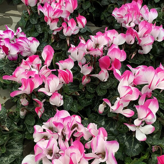 Cyclamen Indiaka Fuchsia