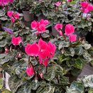 Cyclamen Indiaka Fuchsia