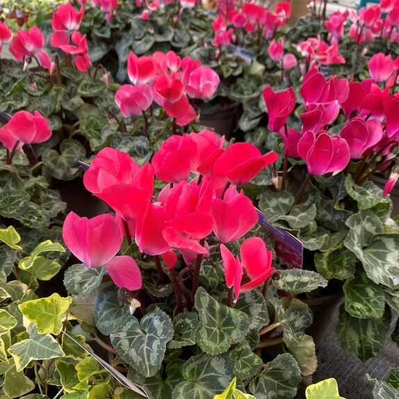 Cyclamen Indiaka Salmon