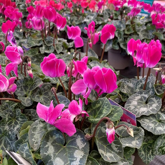 Cyclamen Indiaka Violet