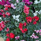 Cyclamen indoor mix
