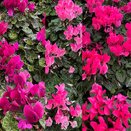 Cyclamen KL 'Compact' mixed