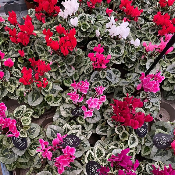 Cyclamen KL 'Donatello' 'Davincy' 