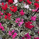 Cyclamen KL 'Donatello' 'Davincy'