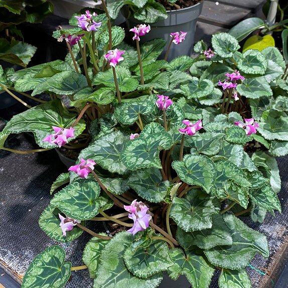 Cyclamen KL 'Metis Origami' - image 1