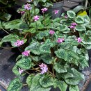 Cyclamen KL 'Metis Origami' - image 1