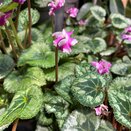 Cyclamen KL 'Metis Origami' - image 2