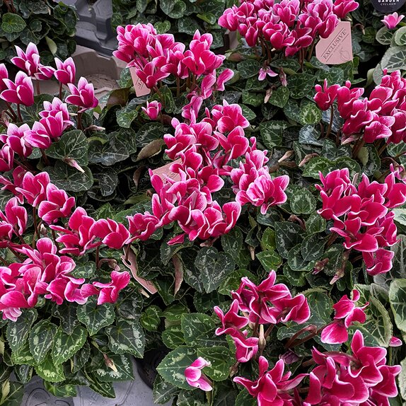 Cyclamen KL Odora fragant 