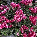 Cyclamen KL Odora fragant 