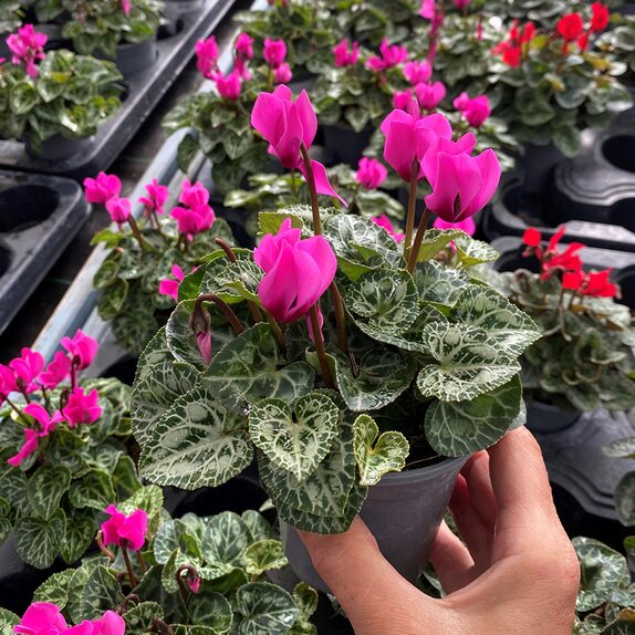 Cyclamen Light Pink 9cm pot