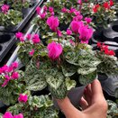 Cyclamen Light Pink 9cm pot
