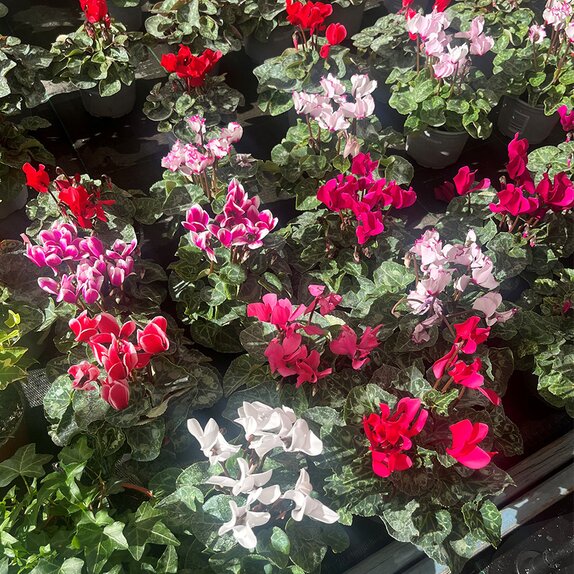 Cyclamen Mini Mixed