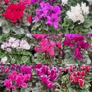 Cyclamen Mini Mixed