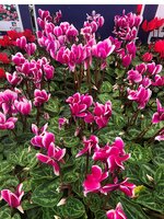 Cyclamen Special Offer