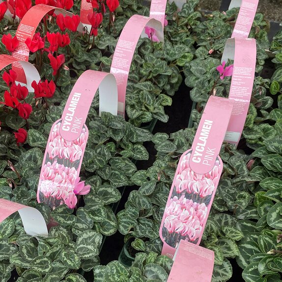 Cyclamen Pink 6 pack