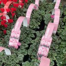Cyclamen Pink 6 pack